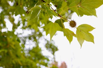 秋のタイワンフウに実る独特な果実とやわらかな緑の葉。