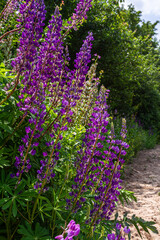 Obraz premium Large-leaved lupine displays vibrant purple flower spikes along a sandy path surrounded by lush greenery during a sunny day in spring