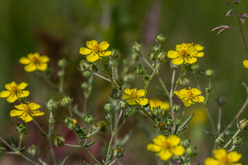 Hoary Cinquefoil with vibrant yellow flowers and silvery leaves growing in a lush green environment during a sunny day