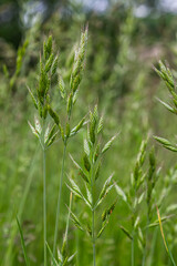 Smooth brome grasses thrive in lush fields during warm summer months showcasing their vibrant green color and distinct growth patterns