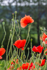 Bright red papaver rhoeas blooms sway gently in a sunflower field during late spring showcasing nature's beauty with slender stems and vibrant petals