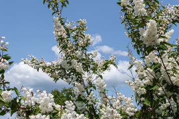 Abundant white flowers of Deutzia blooming under a clear blue sky in a serene garden setting on a sunny day