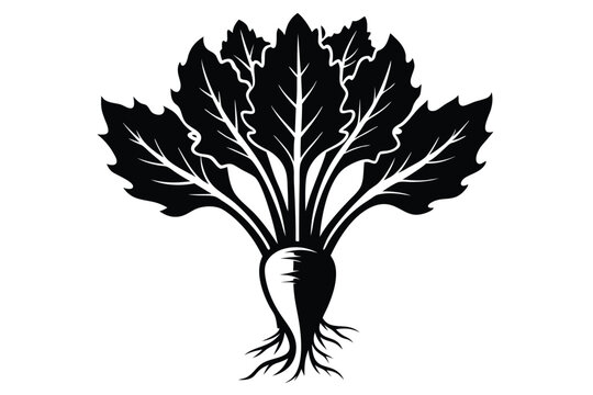 A striking silhouette reveals sugar beet's rich leaves and root structure, against a clean white backdrop
