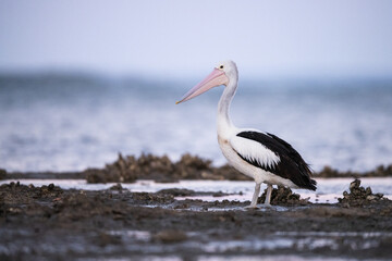 pelican