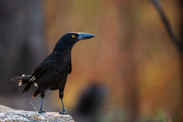 Obraz premium australian crow