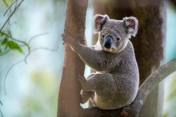 koala