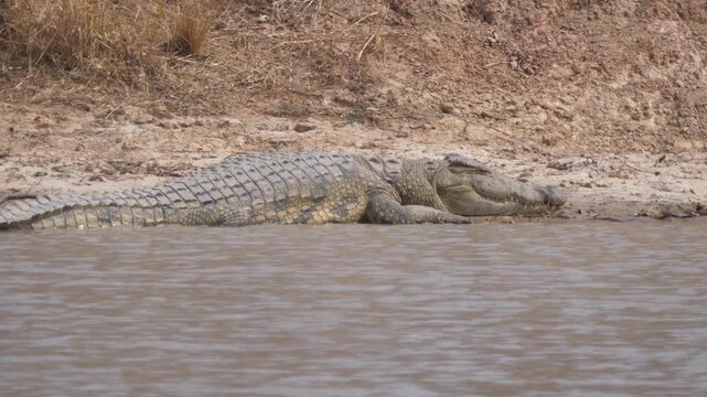 Crocodile next to a lake at kafue national park in Zambia