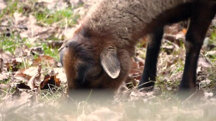 Close up of Brown sheep grazing alone on lush green field, early spring landscape with soft daylight. (Ovis aries)
