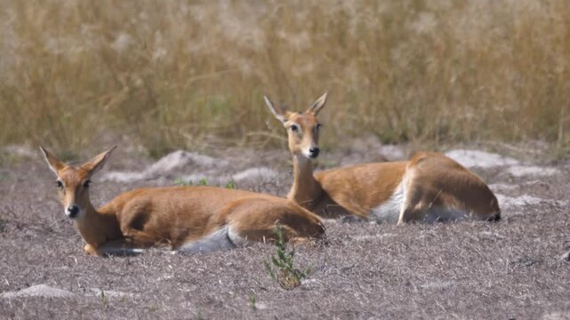 Two Oribi antelope at Liuwa Plain National Park in Zambia