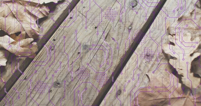 Showing weathered wooden planks with purple circuit-board overlay on outdoor deck, dried oak leaves