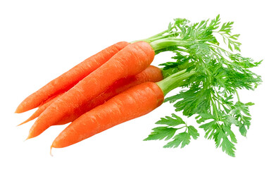 fresh carrots with green tops on transparent background.