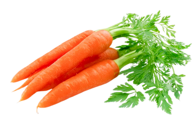 fresh carrots with green tops on transparent background.