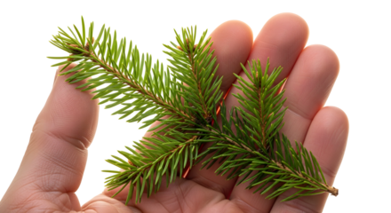 Human hand gently holding a fresh, vibrant green spruce branch with sharp needles, symbolizing nature's pristine beauty and the freshness of evergreen plants on a crisp white background