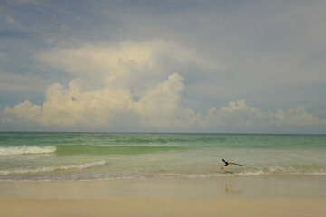 American Oystercatcher flying down beach Gulf of Mexico Anna Mar