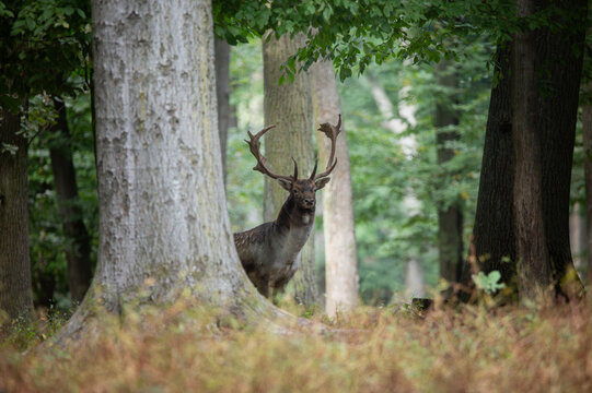 Dama dama and an important period of the year.