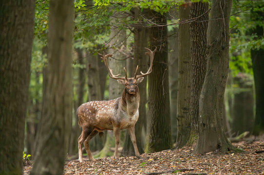 Dama dama and an important period of the year.