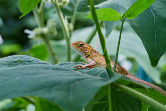 Close-up of lizard on tropical plant