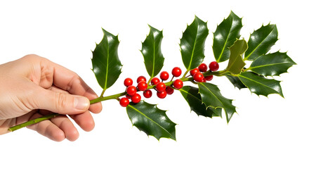 Close-up of a hand holding a vibrant green holly branch adorned with bright red berries, symbolizing festive cheer and winter holidays on a clean white background