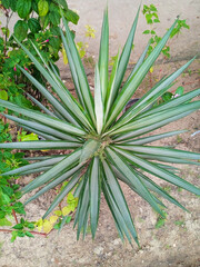 Top View of Yucca Plant with Green Pointed Leaves