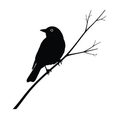 Silhouette of a bird perched on a bare branch against a white background