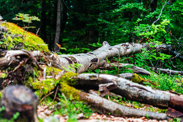 Fallen log in a lush forest scene with moss, ferns, and dense greenery. Polish mountains Gorce.