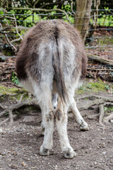 Fluffy donkey shown from behind in a fenced outdoor area, natural setting