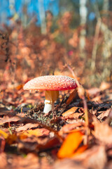 Fly agaric, fly amanita (Amanita muscaria), in vivid autumn colours