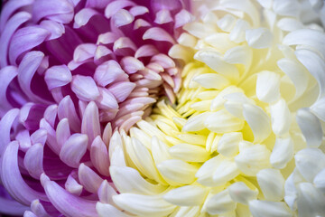 Beautiful close-up of purple and white chrysanthemums