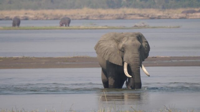 Elephant in a lake at Lower Zambezi National Park in Zambia