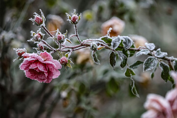 A frost-covered rose with pink bloom and small icy buds reflecting the fragile beauty of early winter.