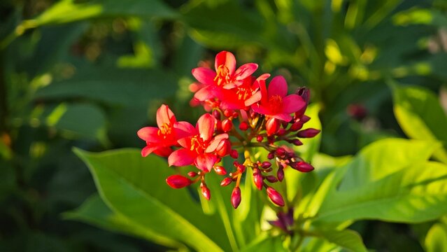 Jatropha integerrima, commonly known as peregrina.