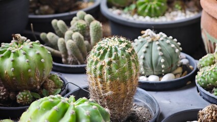 Group of cactus in a pot. © TANAWAT
