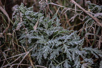 Kale plant covered with white frost against a background of dry icy grass.