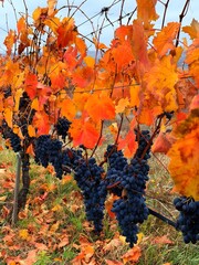 Vines with autumn leaves