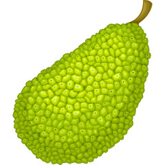 Isolated Ripe Green Jackfruit With Textured Skin And Stem Against A Clean White Background Detailed Tropical Fruit Illustration With Natural Lighting