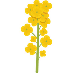 Isolated Vibrant Yellow Rapeseed Flower Stem with Green Leaves and Clear Transparent Background