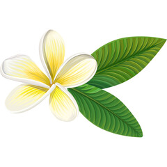 Isolated white plumeria flower with green leaves on transparent background isolated floral design element