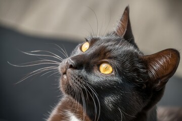 Intense Black Cat Portrait with Piercing Golden Yellow Eyes