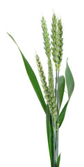 Green wheat ears isolated on white background