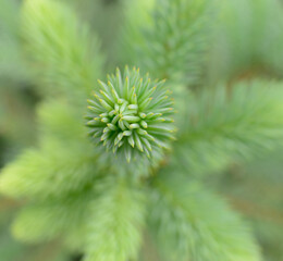 Young spruce shoot macro on soft green background