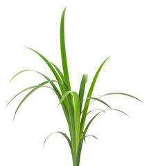 Green leaves isolated on white background