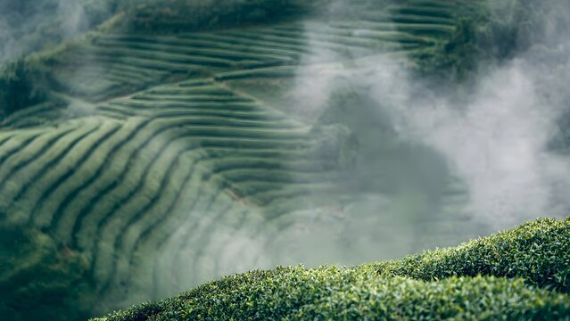 Breathtaking panoramic view of expansive, terraced green tea fields descending misty hillsides, capturing the serene atmosphere and fresh growth.