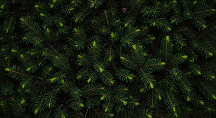 Close-up of green spruce needles, a natural texture background perfect for Christmas or winter themes