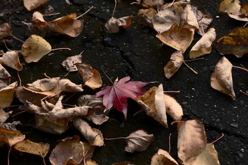 Dry autumn leaves