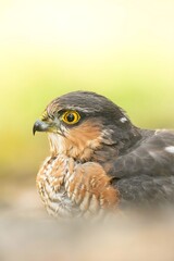 Red-tailed hawk