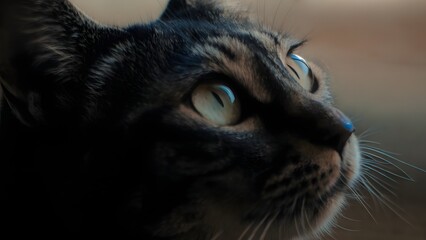 Close up portrait of a cat