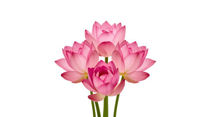 Beautiful bouquet of Lotus flower and in a natural floral arrangement