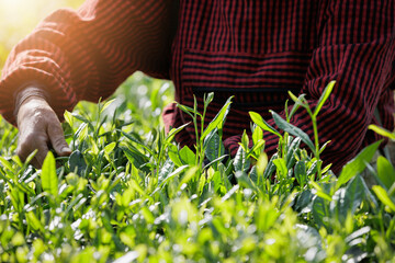 Aged asian woman picking green tea shoots  in spring tea farm
