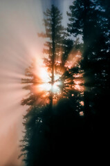 Analoges Farbfoto von durch einen nebelverhangenen Nadelwald scheinende Sonnenstrahlen