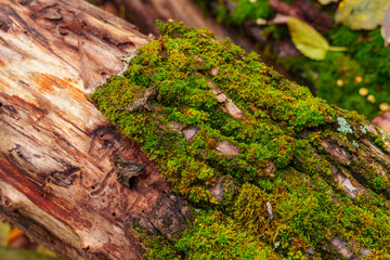 closeup view of tree bark with green moss and fallen leaves, beautiful landscape of autumn forest, cloudy weather